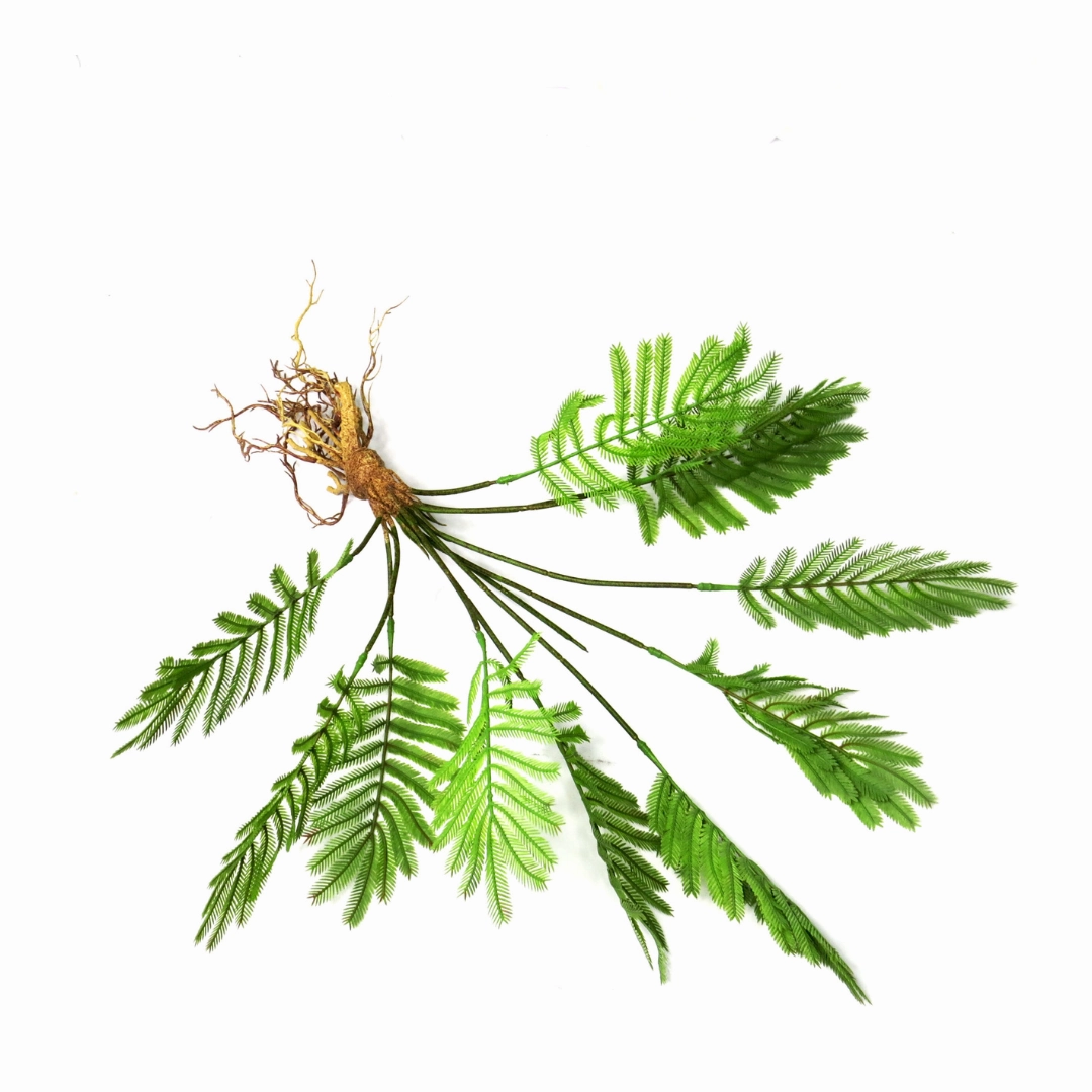 Fern Fanclub Rooted