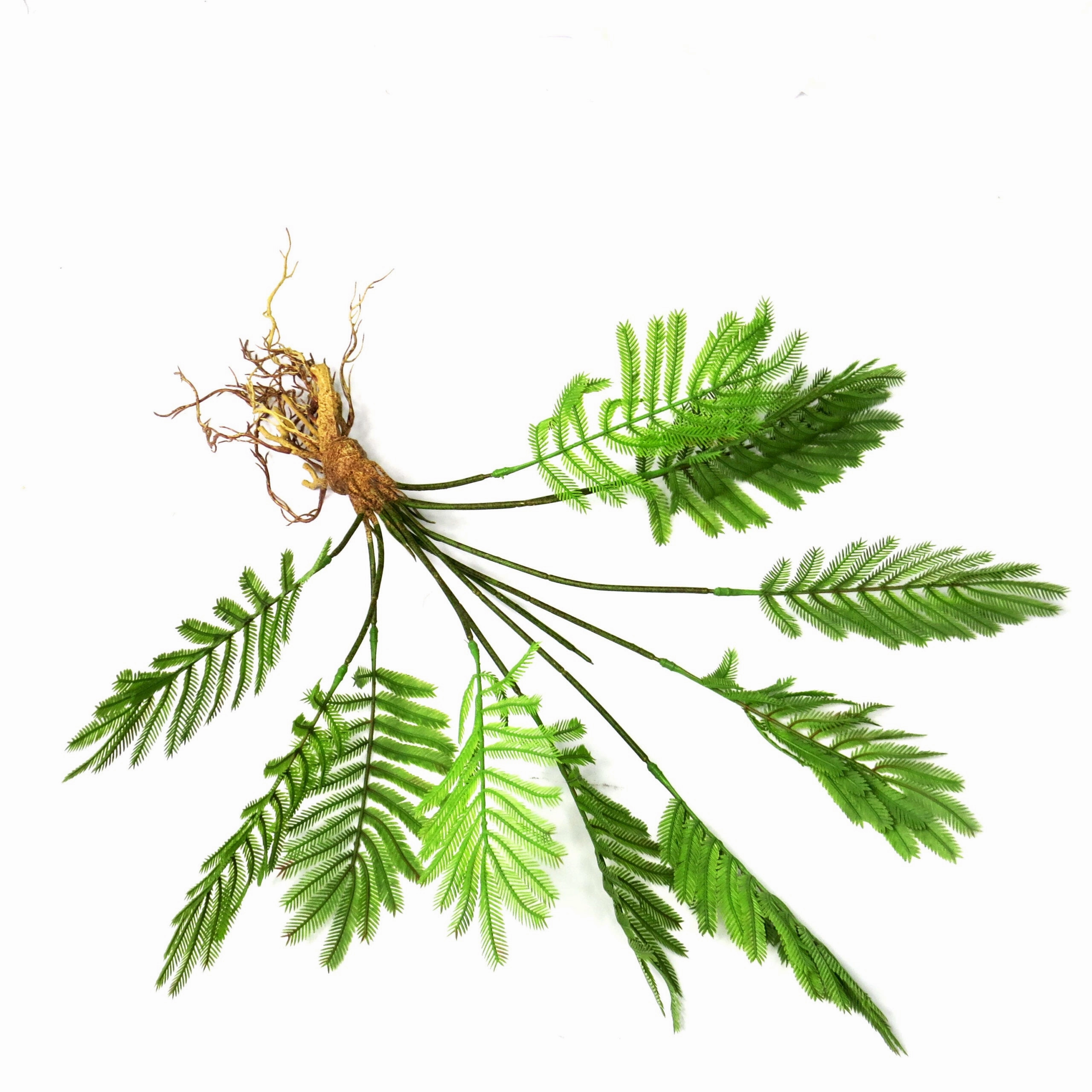 Fern Fanclub Rooted