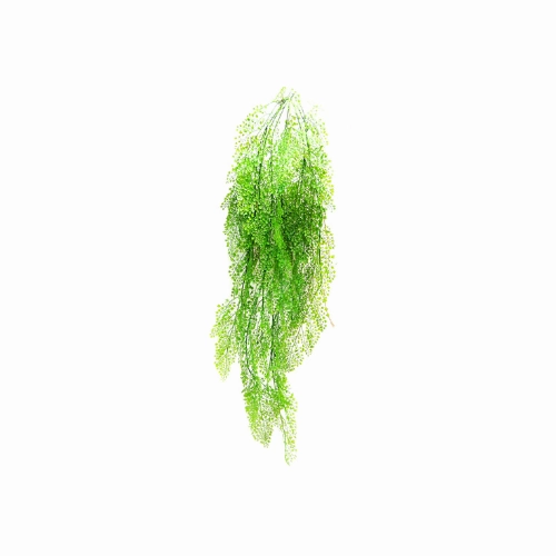 Fern long maiden