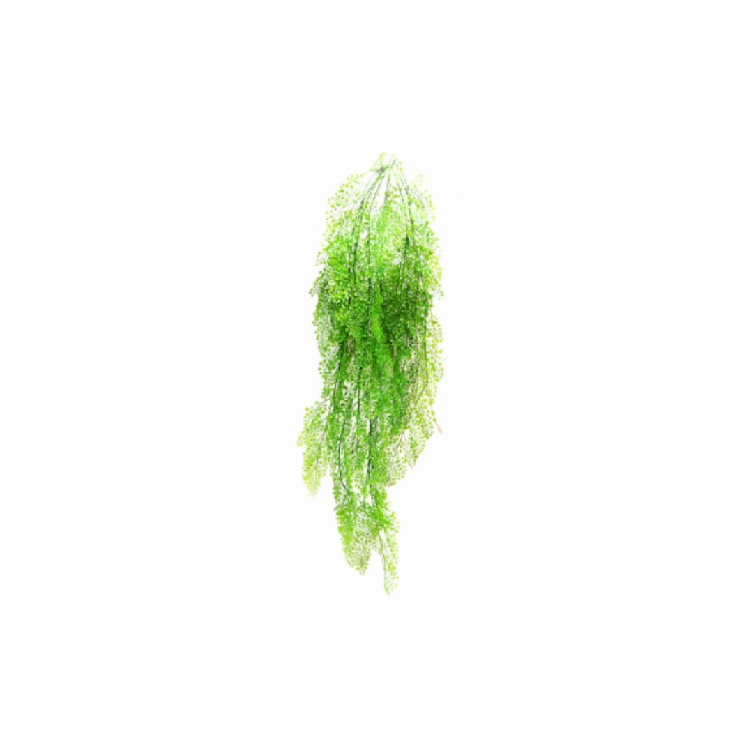 Fern long maiden