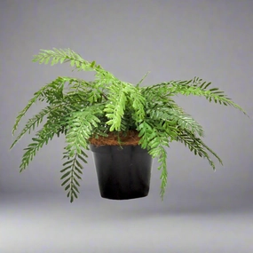Fern Primo Artificial Plant decorative home ornament