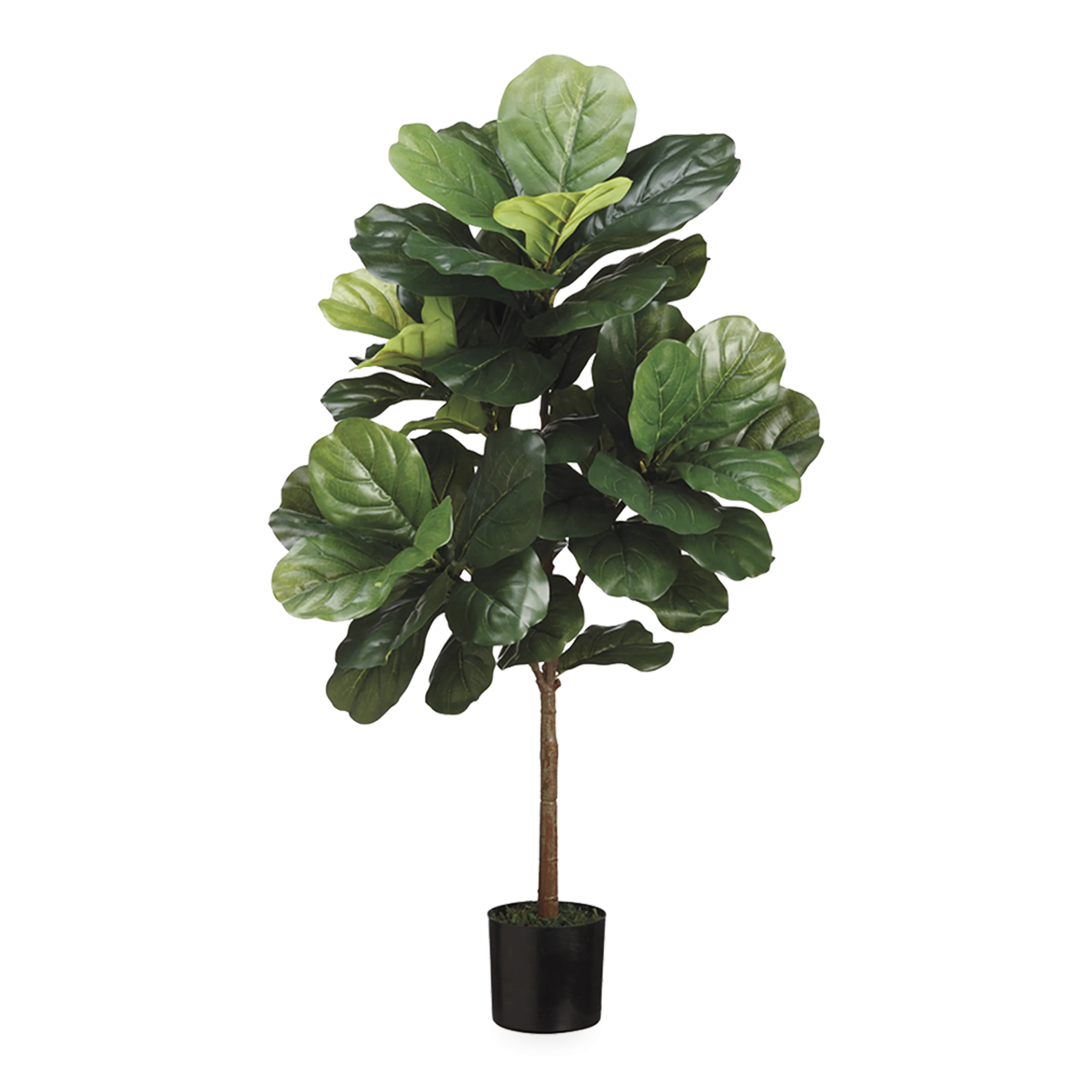 Fiddle Leaf Tree creative interior decor