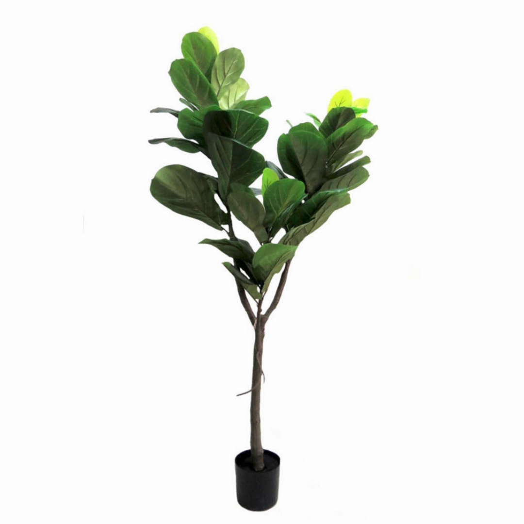 Fiddle Tree