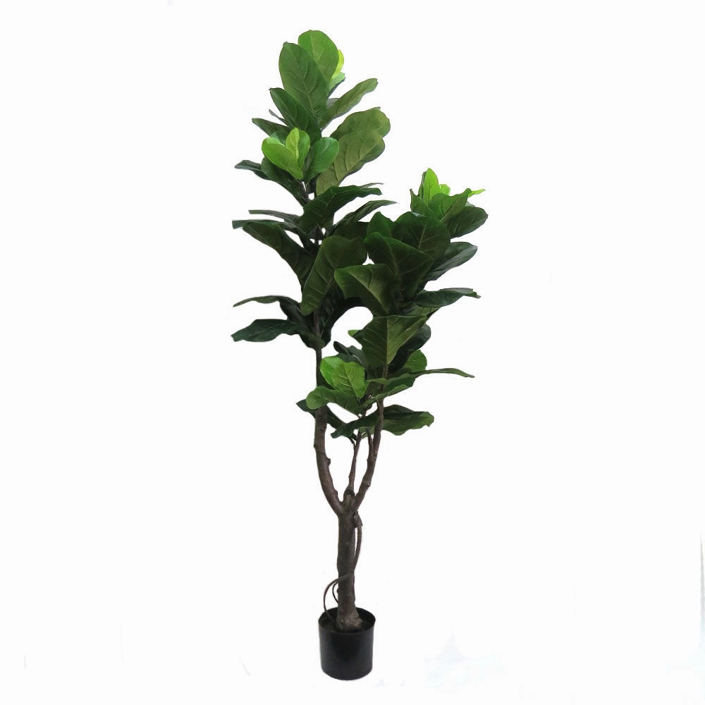 Fiddlefig