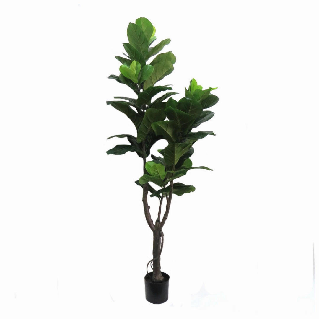 Fiddlefig
