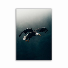 Flying Eagle by Philipp Pilz framed mural artwork