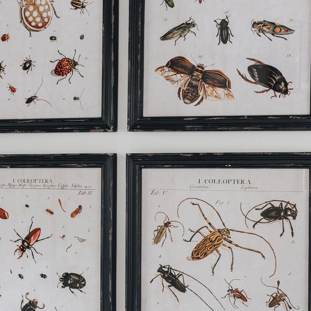 Four Assorted Framed Insect Prints 50cm