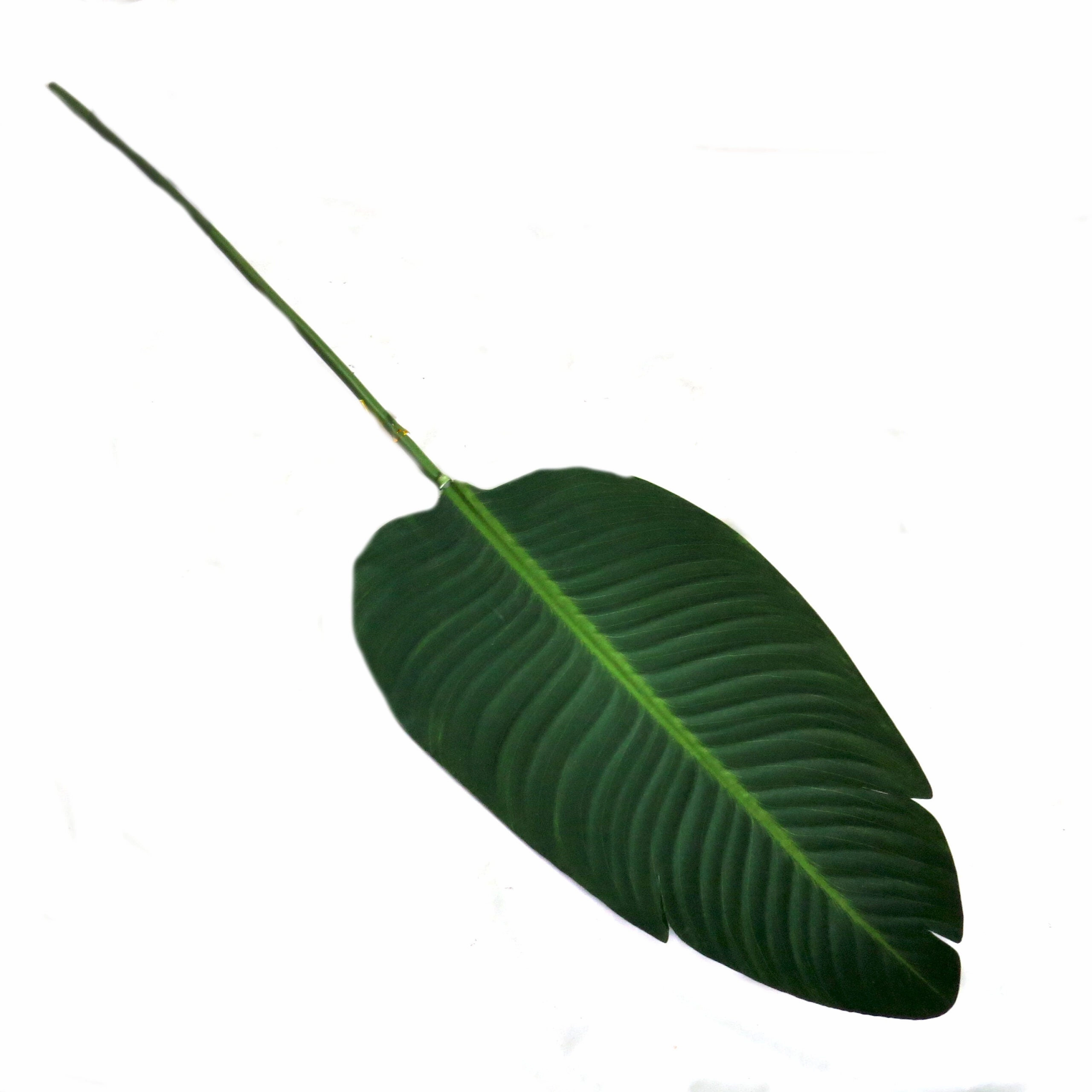 Giant Bird Of Paradise Leaf