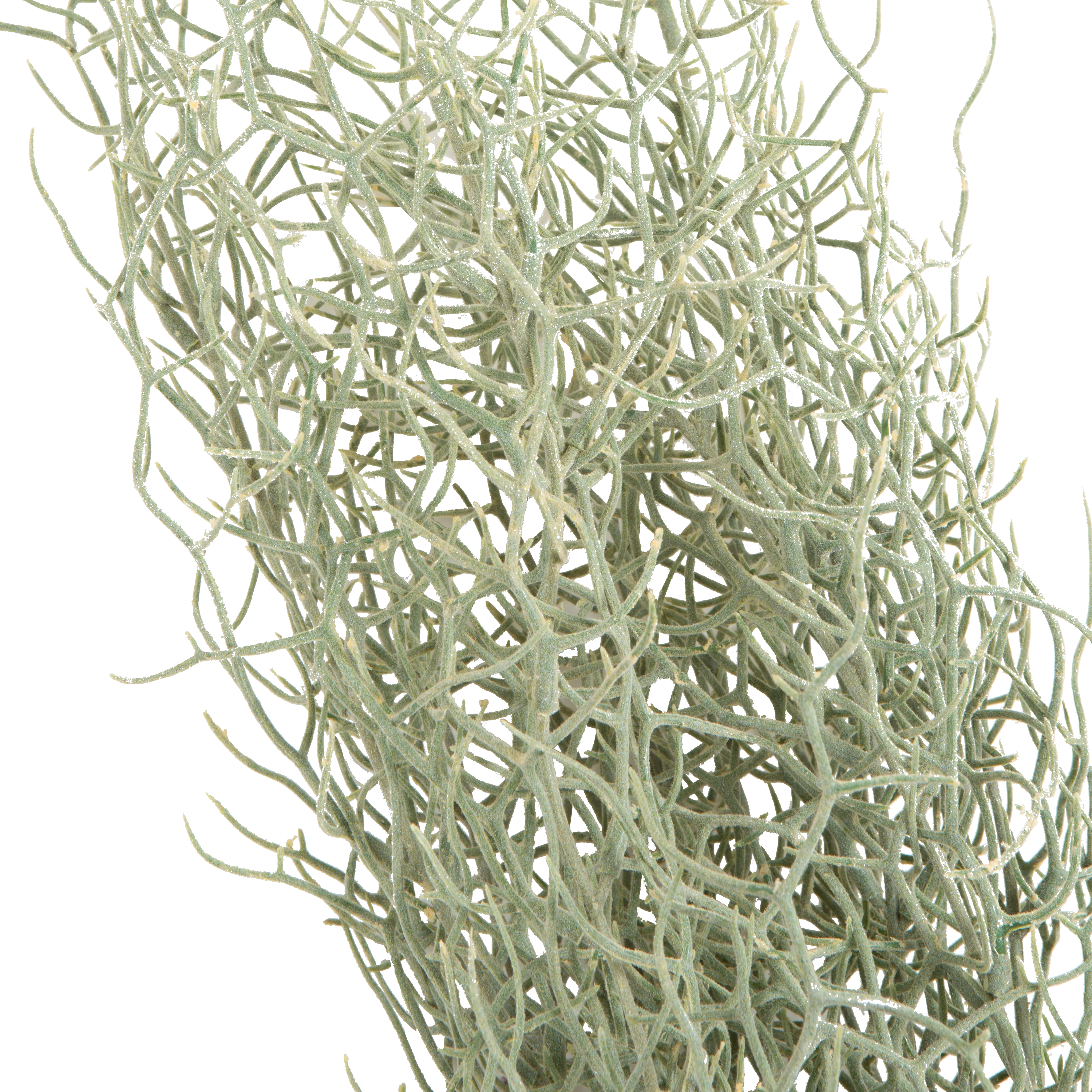 Grass Bush Stem