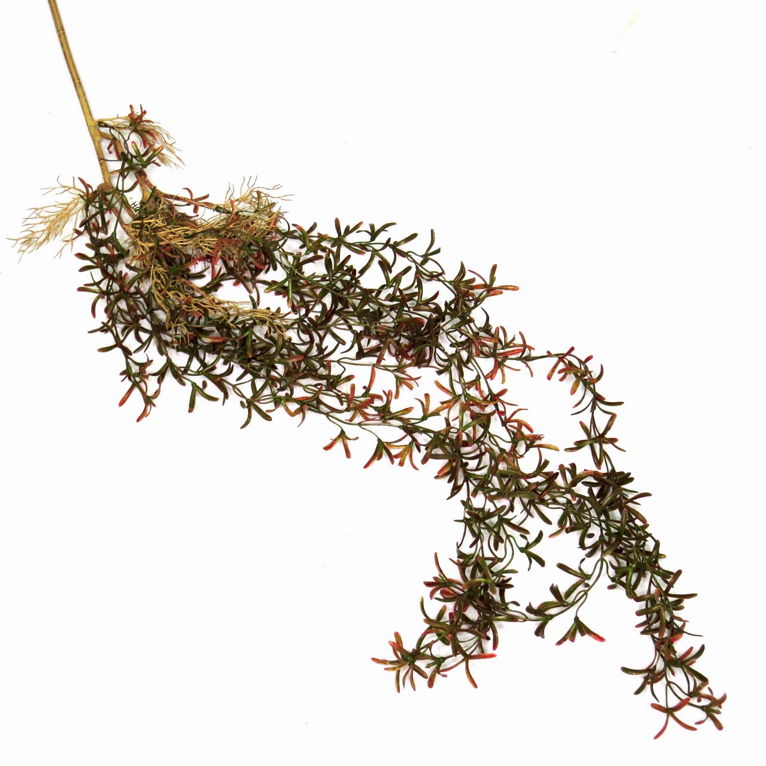 Greenstrings Rooted Vine