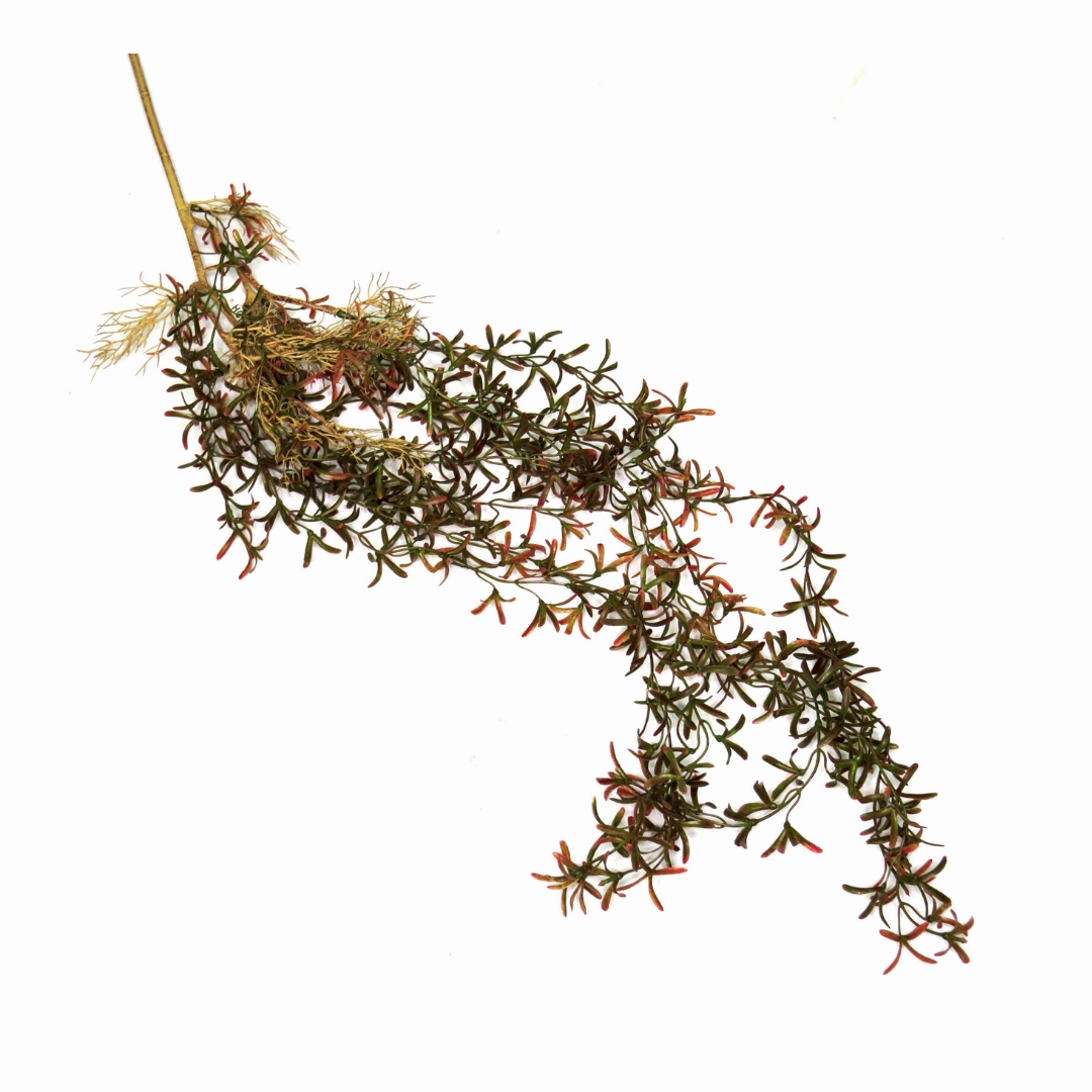 Greenstrings Rooted Vine