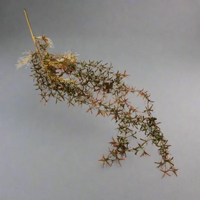 Greenstrings Rooted Vine decorative home ornament