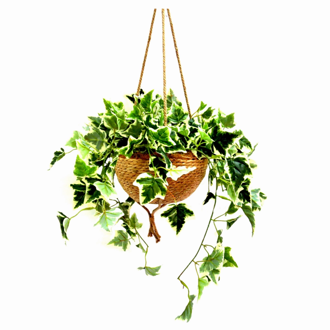 Habitat Hanging Plant Basket