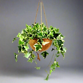 Habitat Hanging Plant Basket decorative home ornament