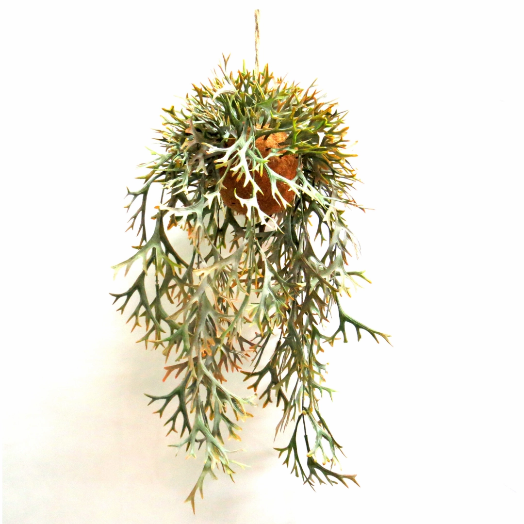 Hanging Staghorn Autumnal