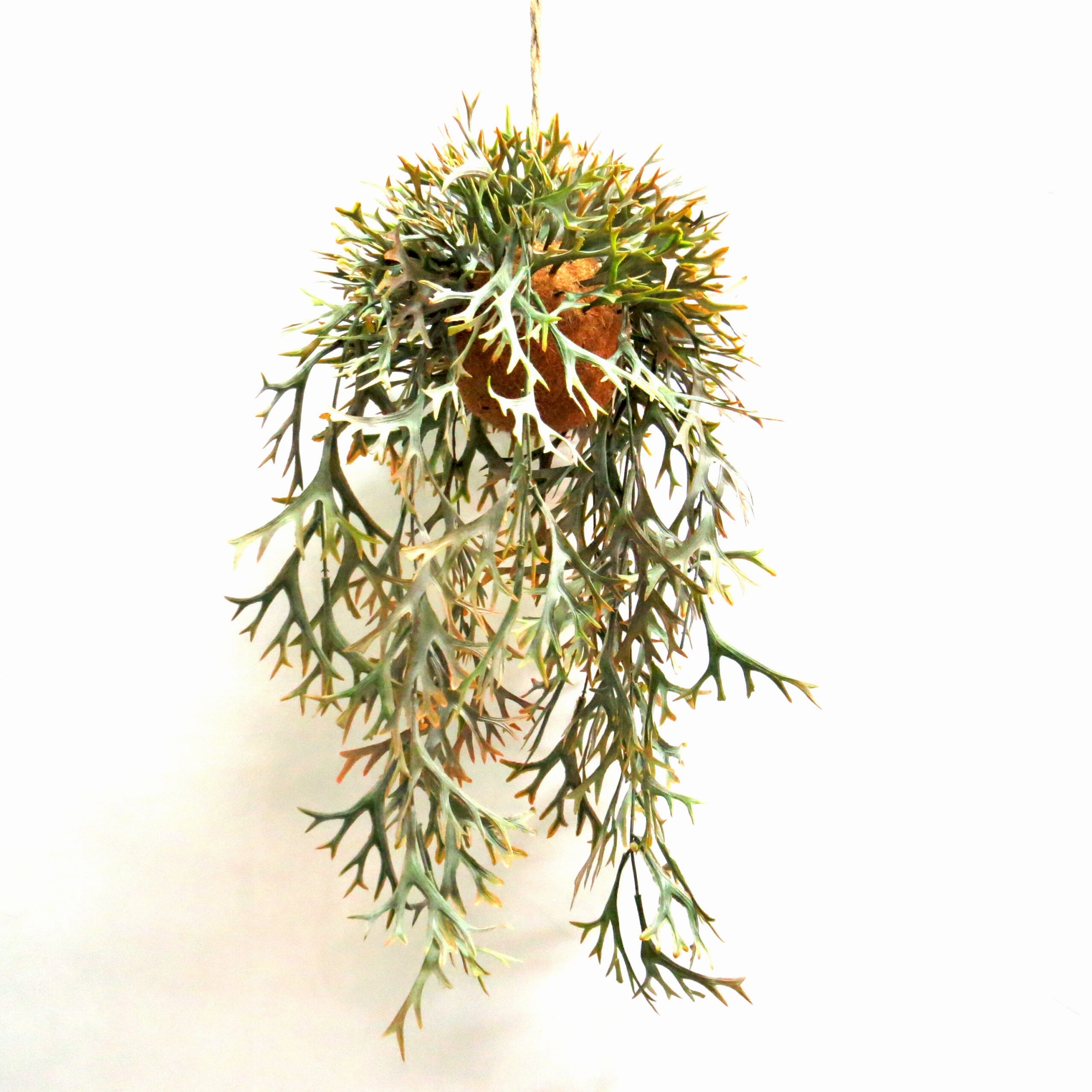 Hanging Staghorn Autumnal