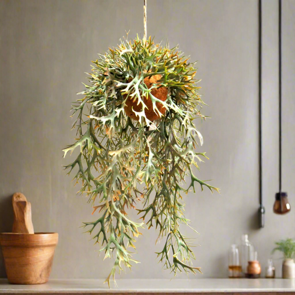 Hanging Staghorn Autumnal