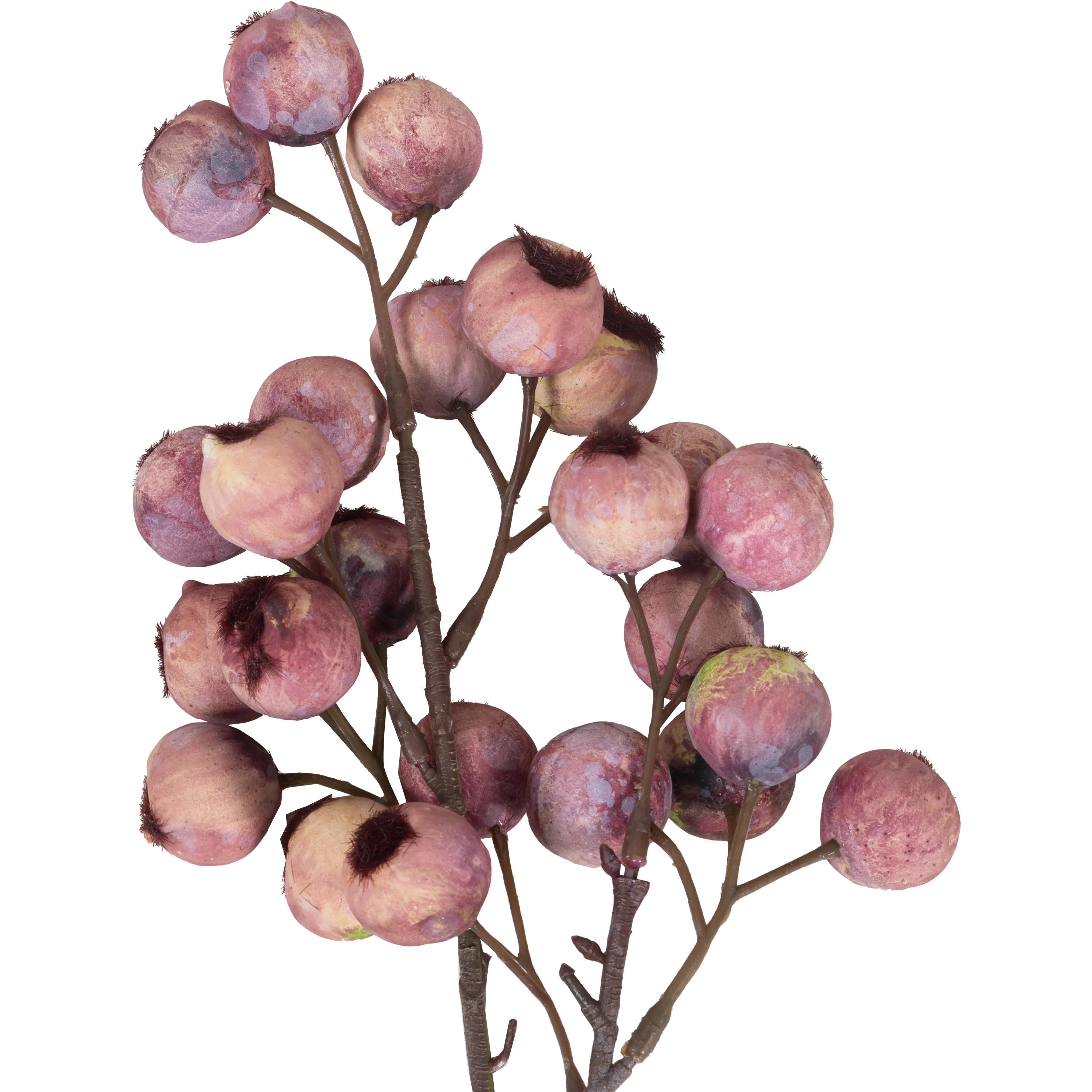Hawthorn Berry Stem