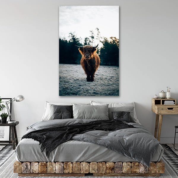 Highland Cow by Philipp Pilz 