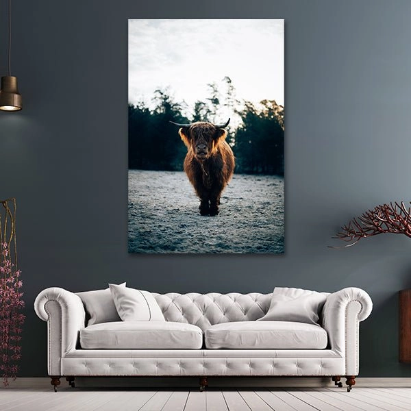 Highland Cow by Philipp Pilz 