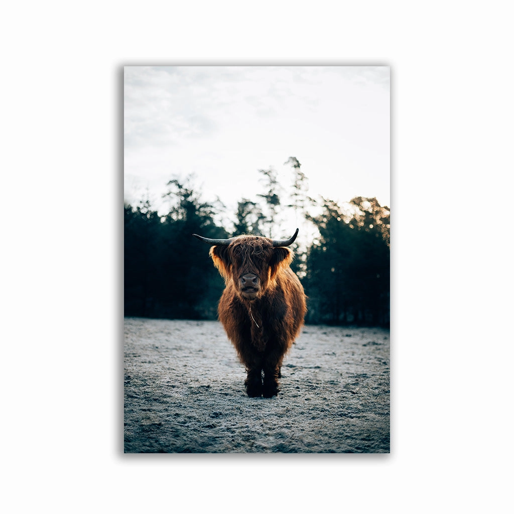 Highland Cow by Philipp Pilz framed mural artwork