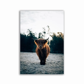 Highland Cow by Philipp Pilz framed mural artwork