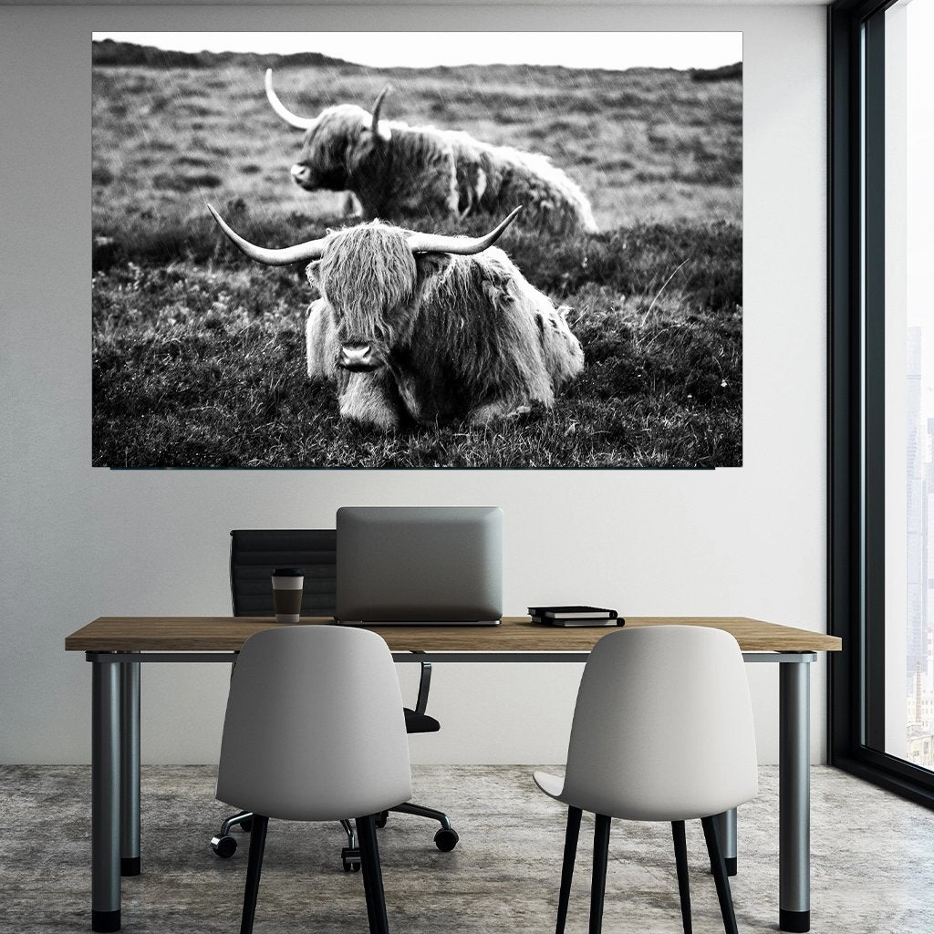 Highland Cows