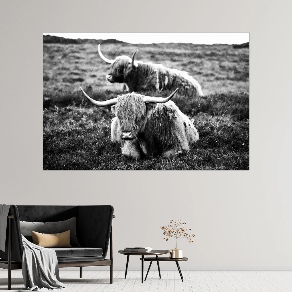 Highland Cows
