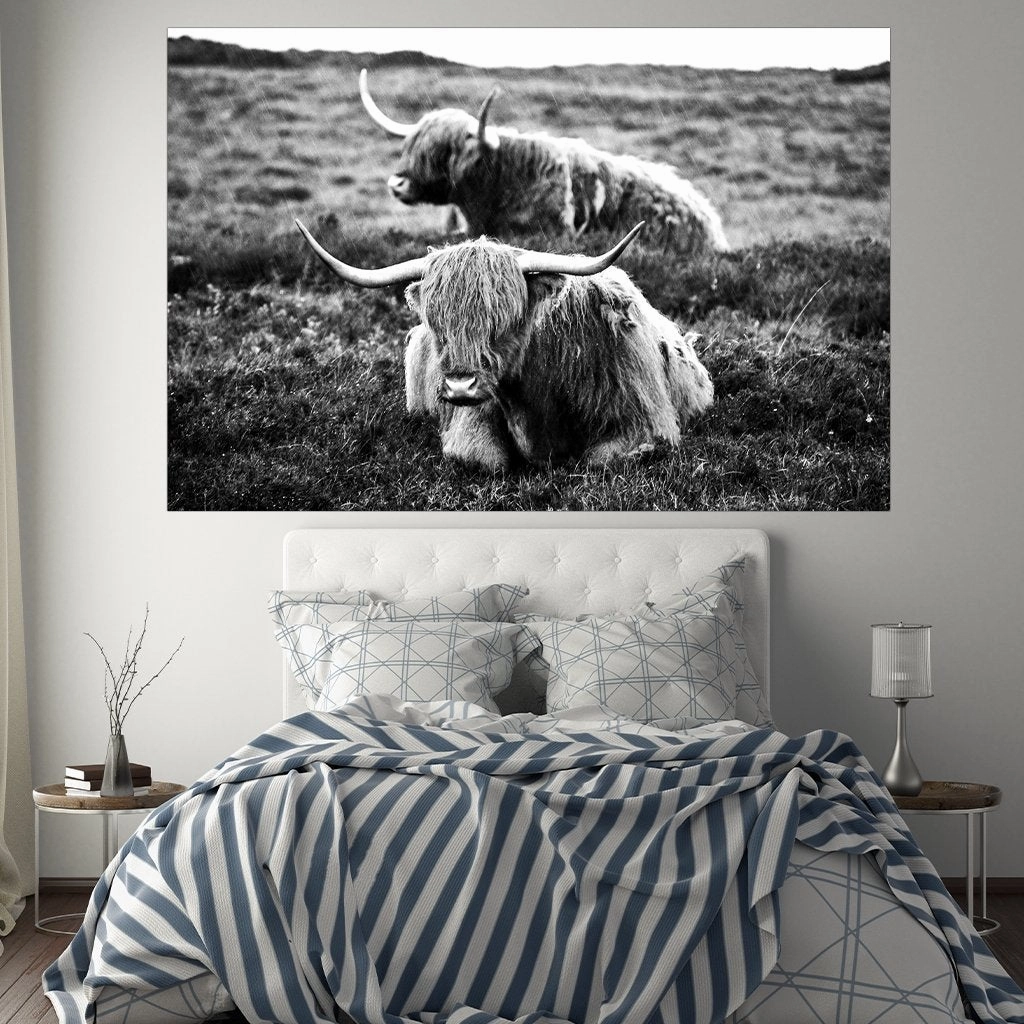Highland Cows