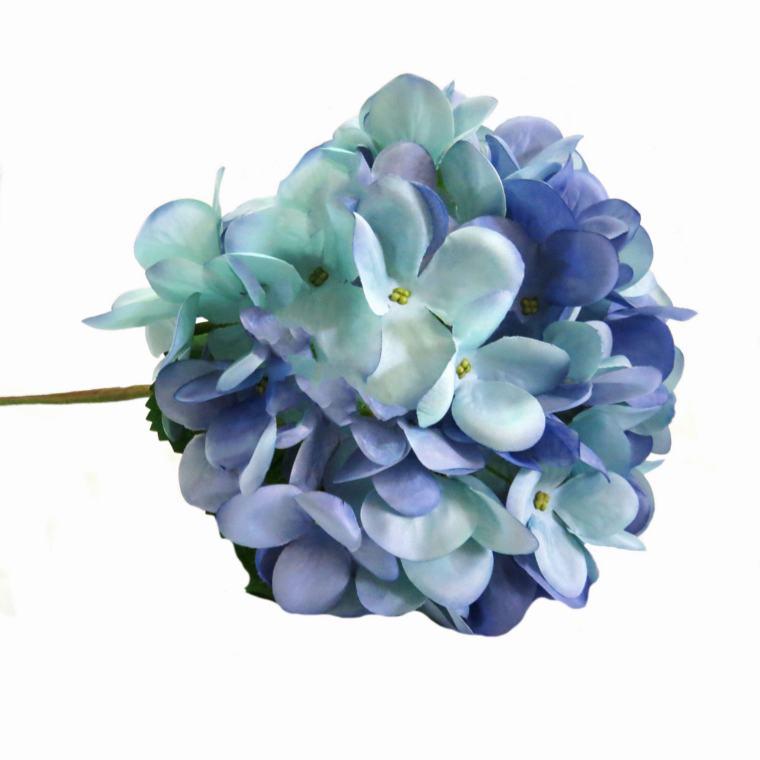 Hydrangea Blue Heaven