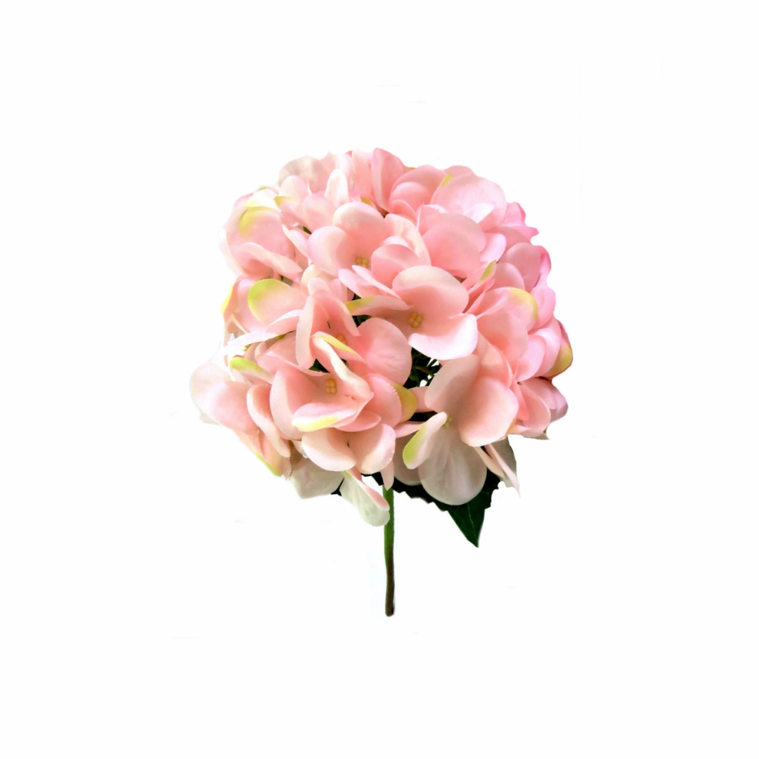 Hydrangea Bottichelli