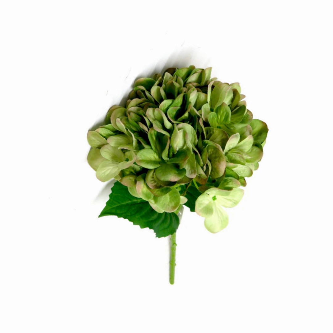 Hydrangea Greenshade