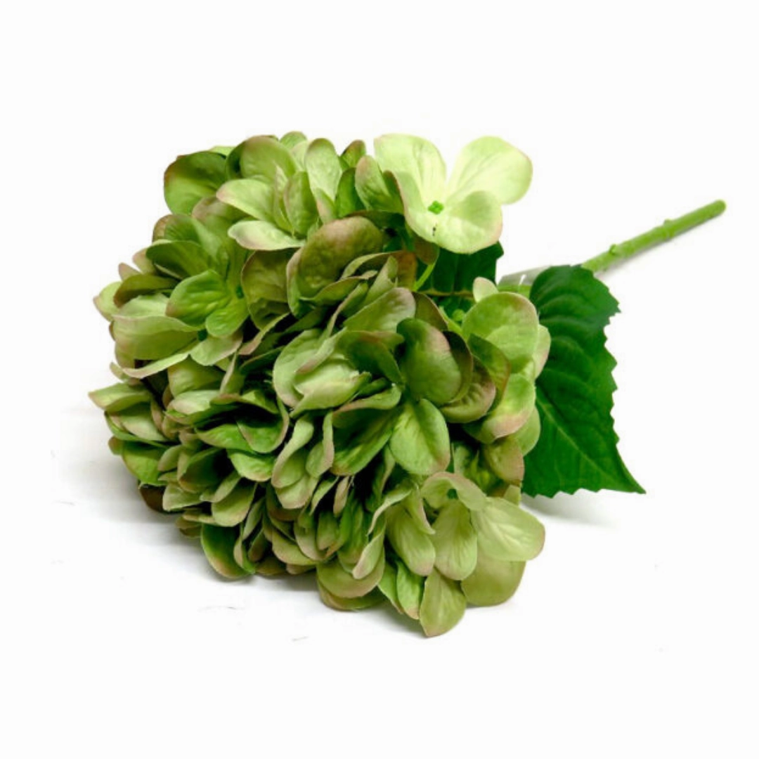Hydrangea Greenshade