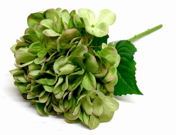 Hydrangea Greenshade