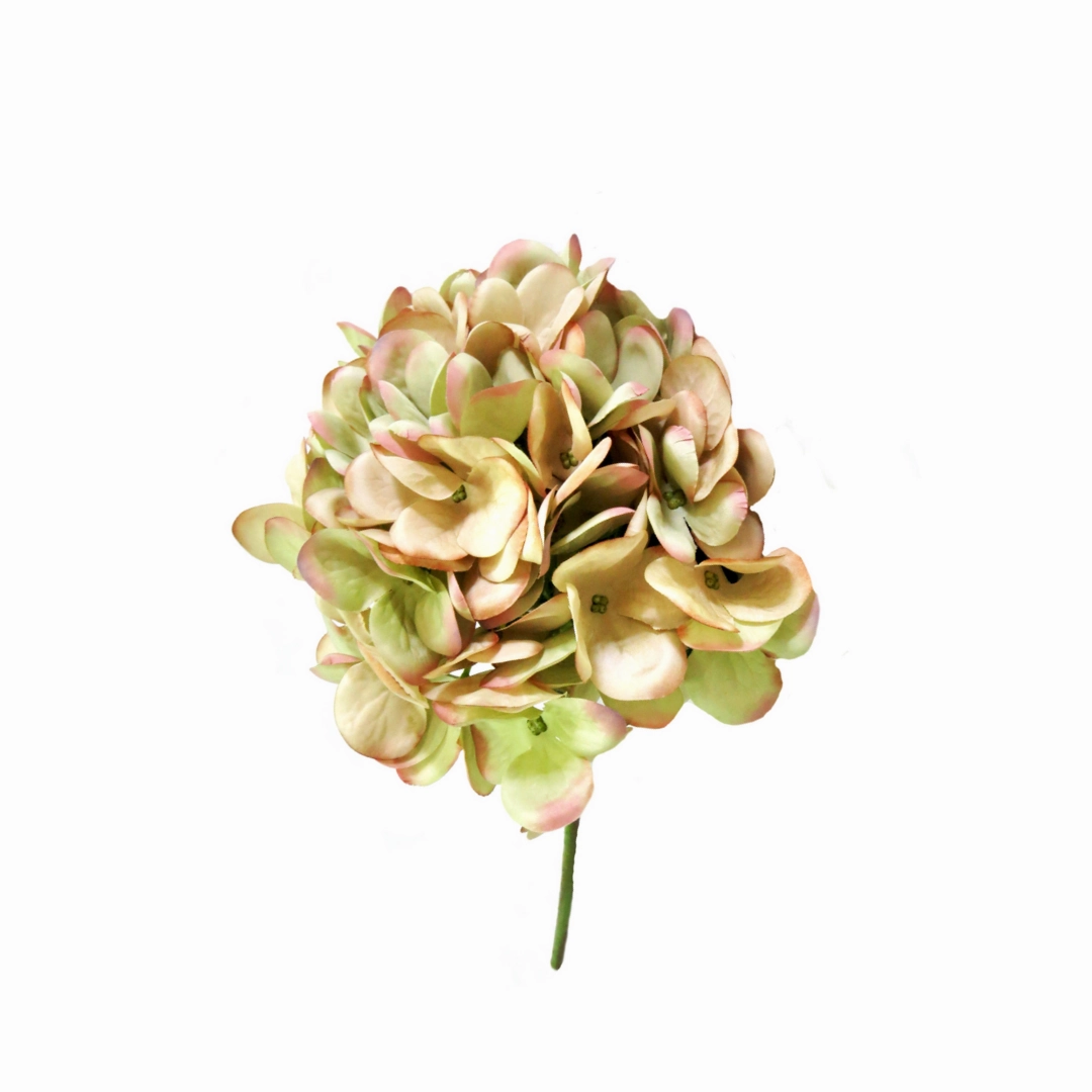 Hydrangea Hemel En Aarde