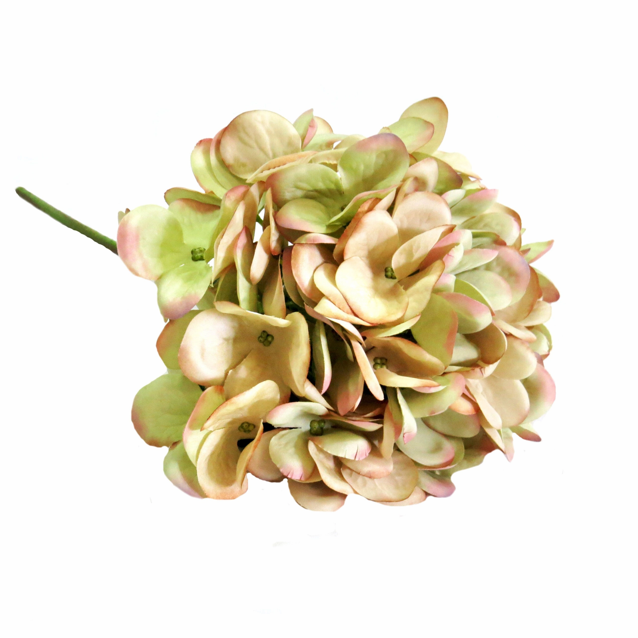 Hydrangea Hemel En Aarde