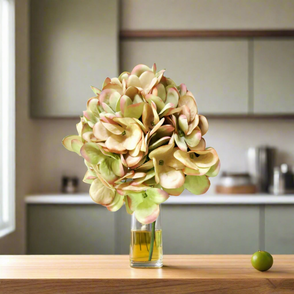 Hydrangea Hemel En Aarde