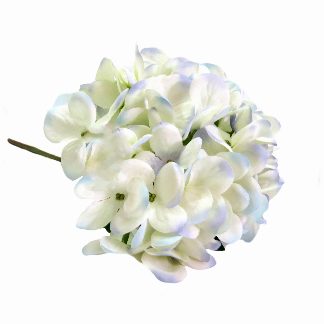 Hydrangea I'heure Bleu