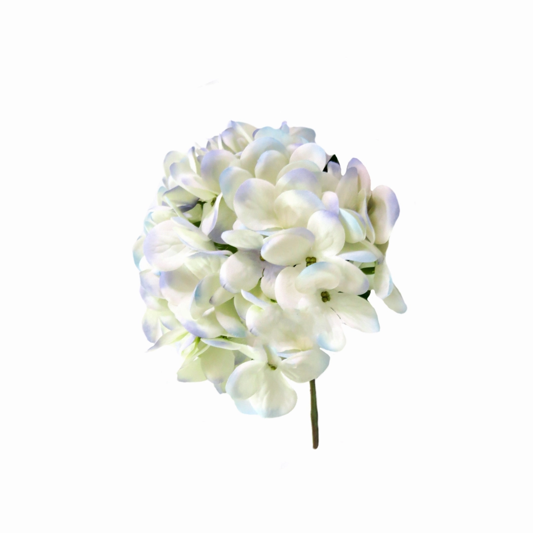 Hydrangea I'heure Bleu