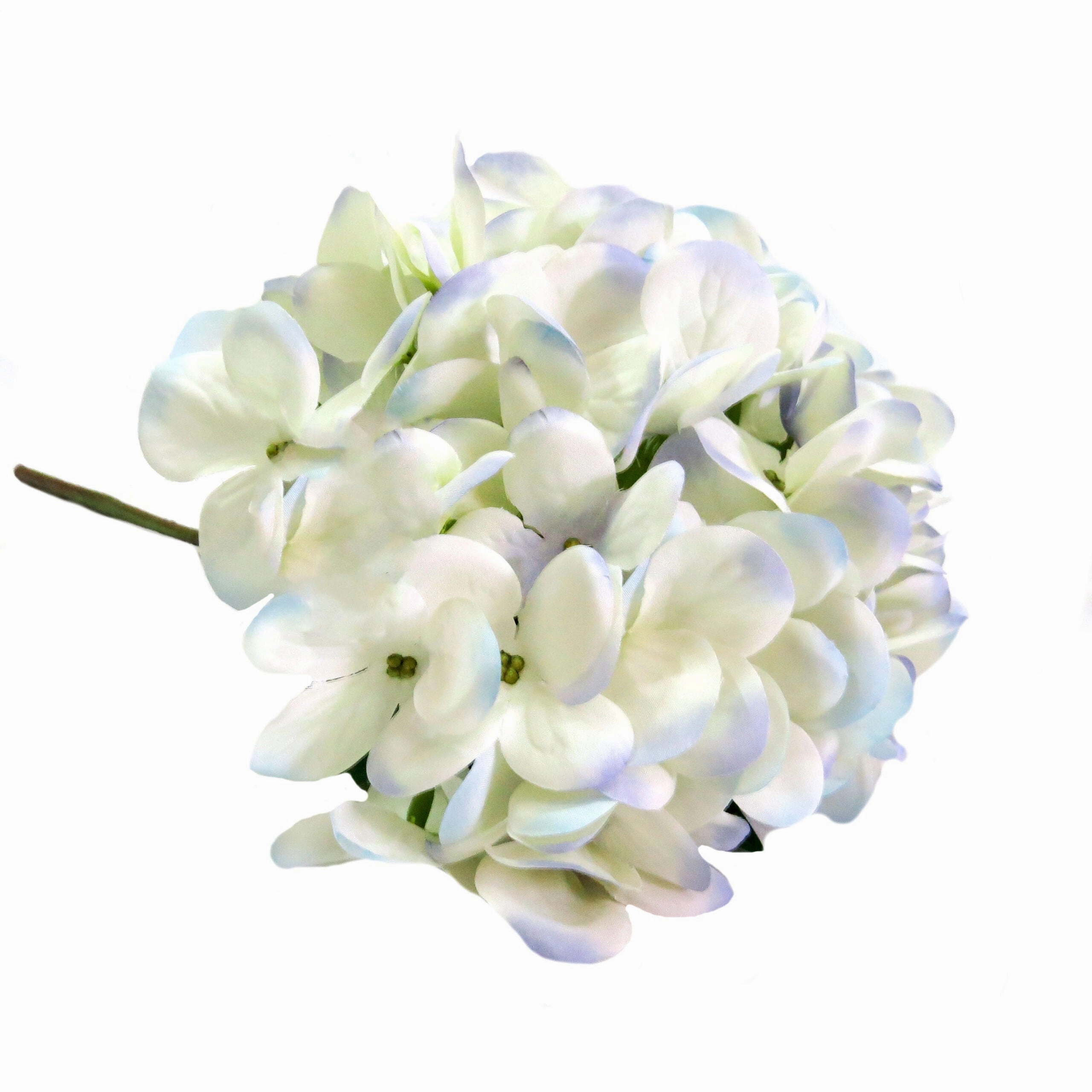 Hydrangea I'heure Bleu