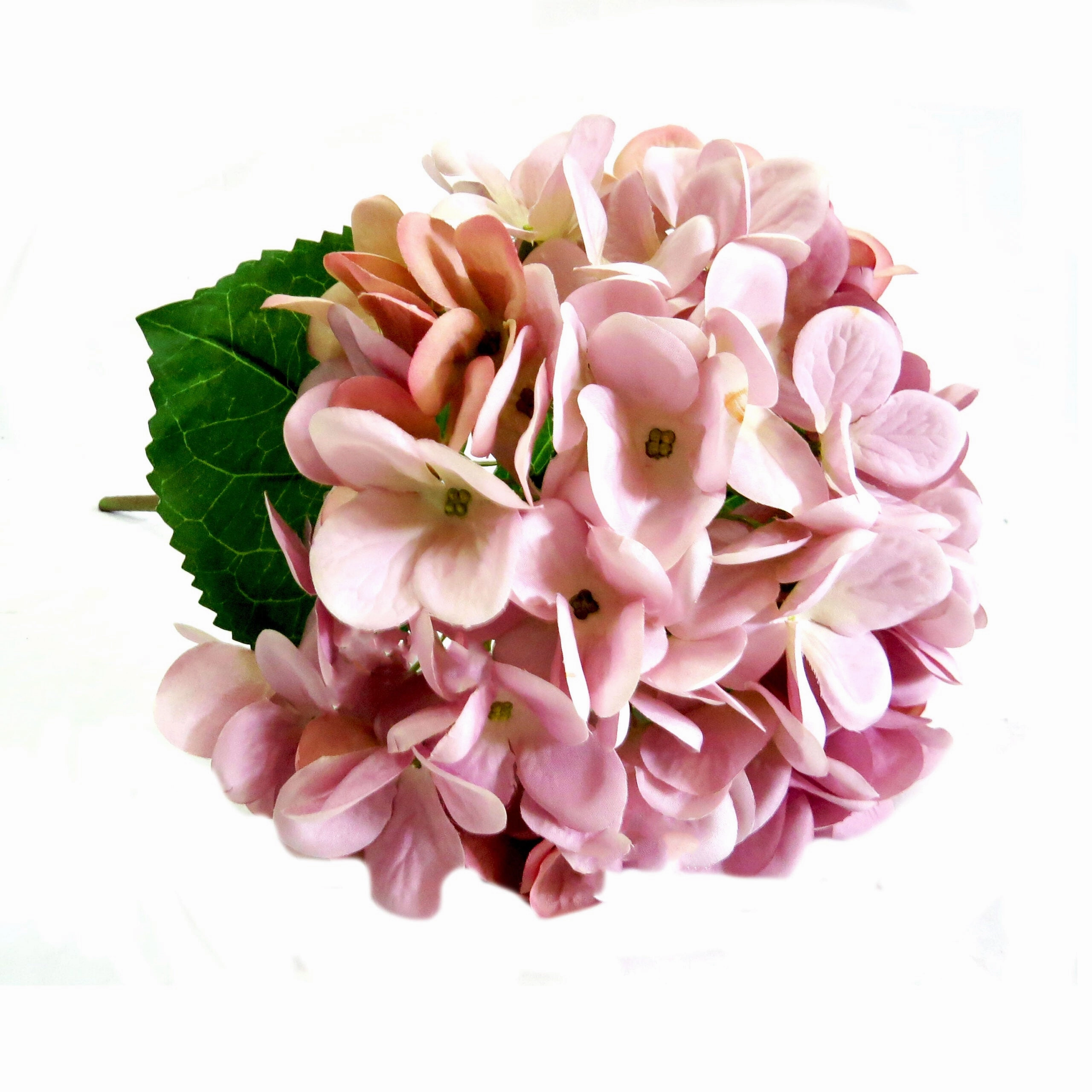Hydrangea Lilac Milkshake