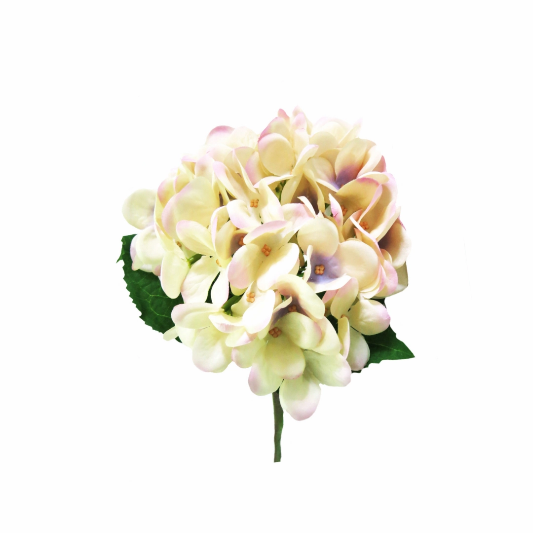 Hydrangea Pastel Perfection