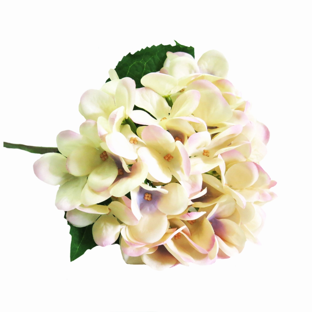 Hydrangea Pastel Perfection