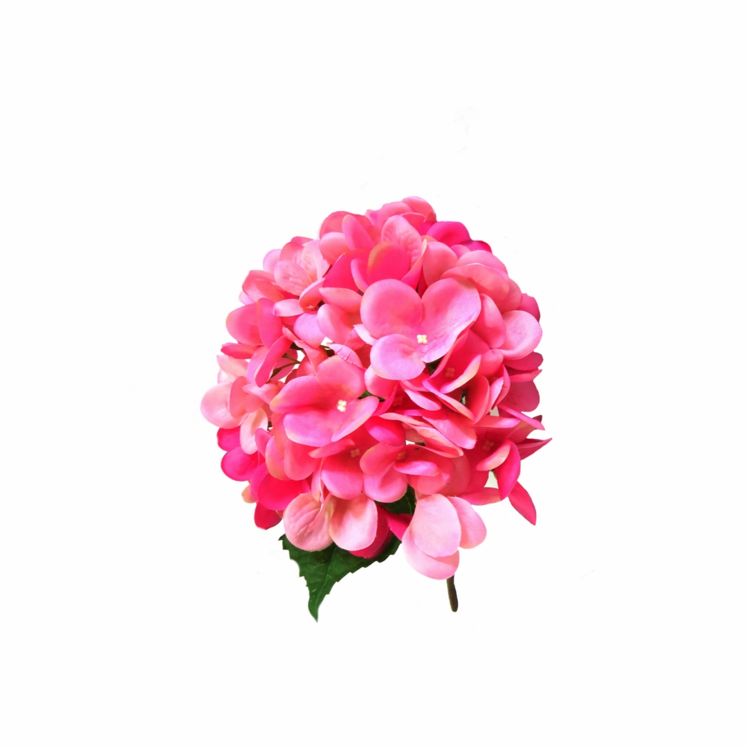 Hydrangea Pink Lightning