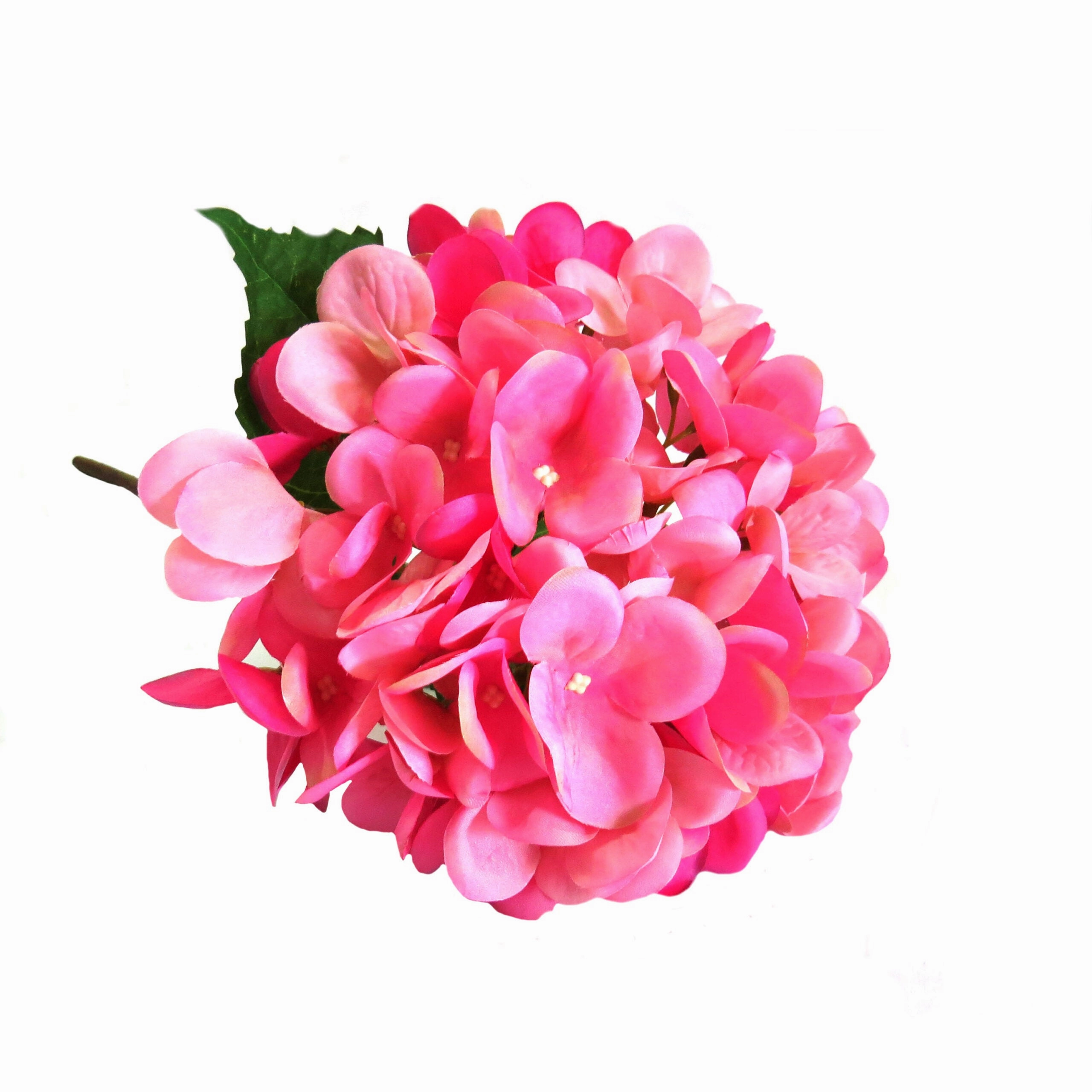 Hydrangea Pink Lightning