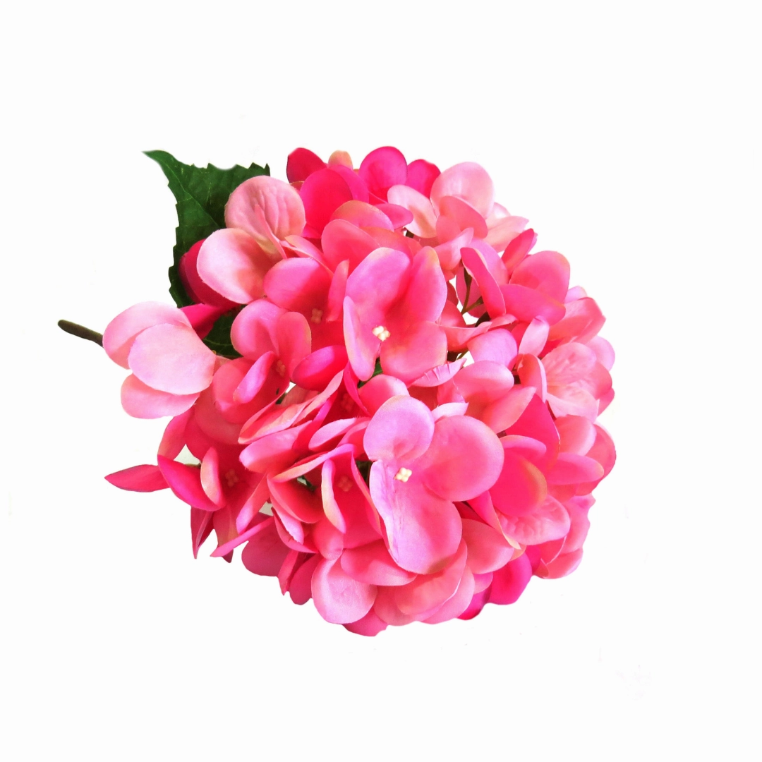 Hydrangea Pink Lightning