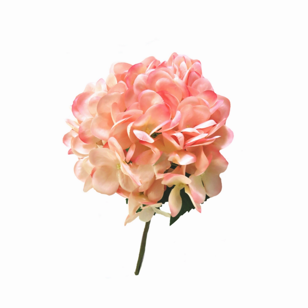 Hydrangea Pink Trifle