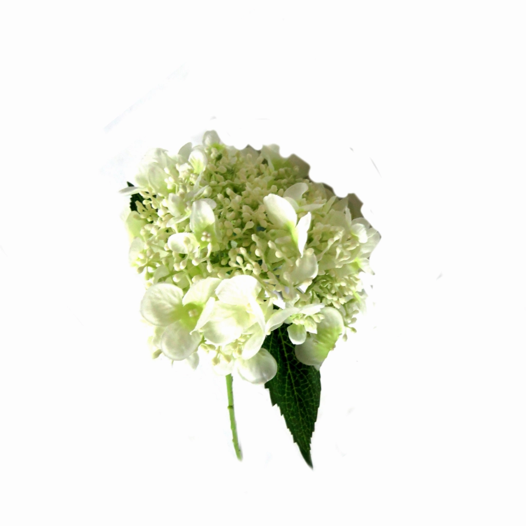 Hydrangea Quercifolia Bridal