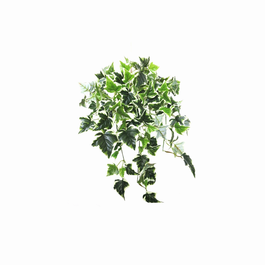 Ivy Variegata