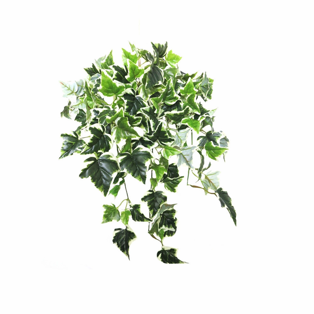 Ivy Variegata